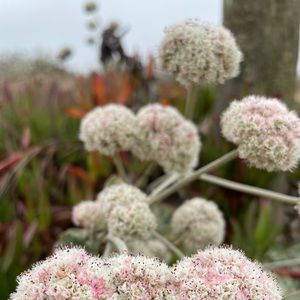 Meet your Posher, Marcia